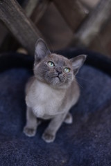 kitten Scottish British cat Burmese munchkin animals