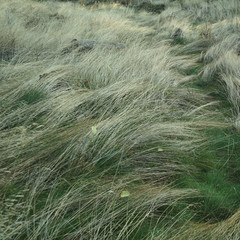 Tall grass in the forest summer meadow.