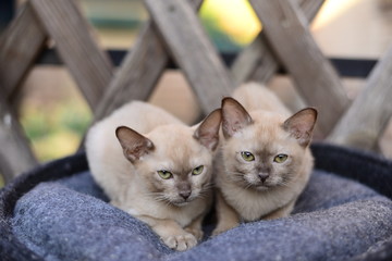 kitten scottish british cat burma munchkin animals