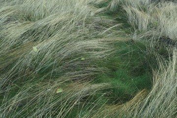 Long grass growing in the forest. May, Spring. Background.