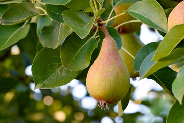 Pear Sunlight 02