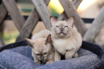 kitten Scottish British cat Burmese munchkin animals 