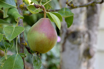 Tree Knot Pear 01