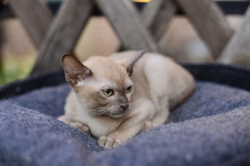 kitten Scottish British cat Burmese munchkin animals 