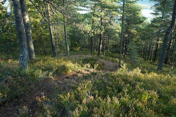 Fototapeta na wymiar Footpath in forest between trees and plants.