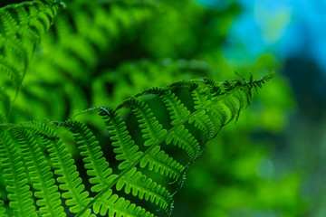 Beautiful fern leaves on a green background.