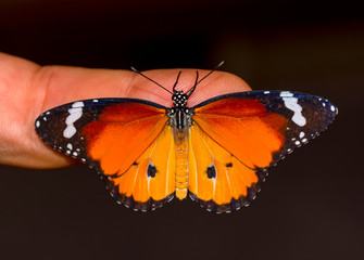 Beautiful Closeup butterfly at your fingertips in a summer garden