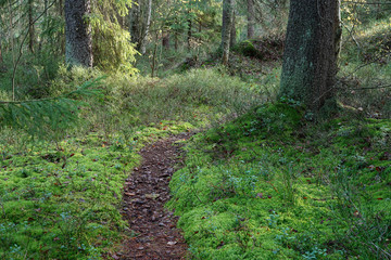 Footpath in forest between trees and plants.
