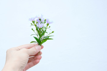 A small bouquet of purple wild wildflowers in hand of a Caucasian woman close-up.