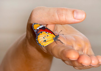 Beautiful Closeup butterfly at your fingertips in a summer garden