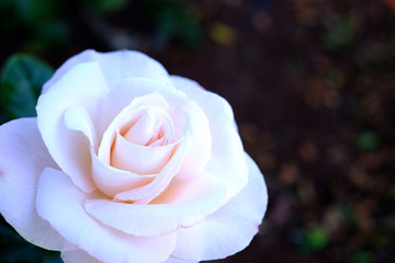 Pure white rose with pink tones, in shade, close selective view.