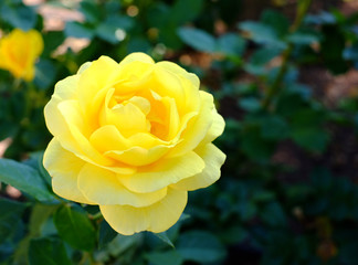 Saturated lush yellow rose in shade, isolated, soft floral background.