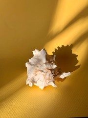 seashell on yellow background with shadow