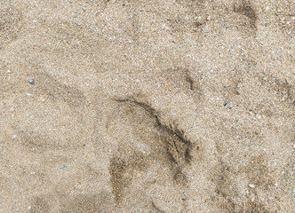 The texture of gray sea sand mixed with seashells. Photograph, top view.