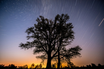 Fototapeta na wymiar starry sky over a huge tree growing alone