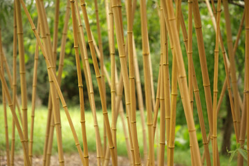 Obraz premium close up of bamboo stems