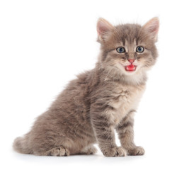 Fototapeta premium Small gray kitten.