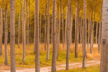 Obraz premium tree trunks in a natural environment