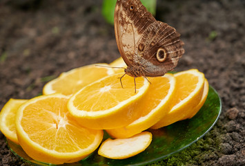 W motylarni © Dariusz