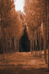 poplar forest road in autumn