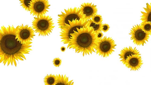 many sunflower flower in abstract Animation rotate randomly on white background 4k 