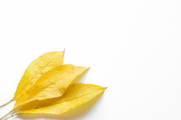 Fototapeta premium Autumn leaves, yellow, on a white background in the lower corner, place for text, background