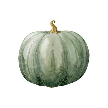 Hand painted watercolor Gray pumpkin isolated clipart