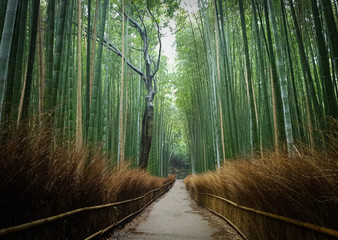 Fototapeta premium Bamboo Forest Japan