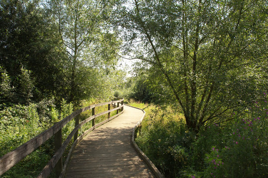 wooden step parth in the woods