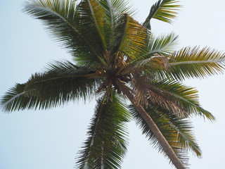 Fototapeta na wymiar view of the coconut tree from the bottom up. Concept of vacation and tropical places
