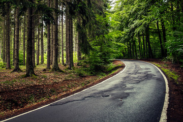 Obraz premium road in the woods