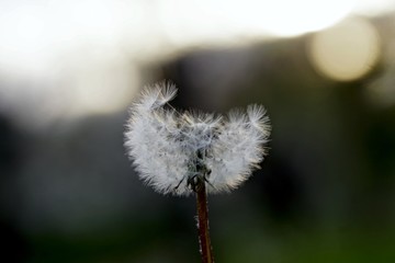 A close up of the head of a white fluffy dandelion plant. puffy dandelion with seeds in morning...