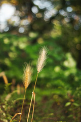 Closeup of a blade of barley with a blurry green background 