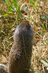 Backside of a Prairie Dog