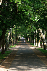 Aley Avenue