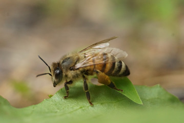 Bee on leaf