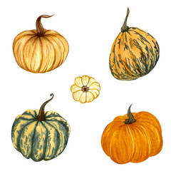Watercolor pumpkin set. Hand drawn autumn illustration of different pumpkins.