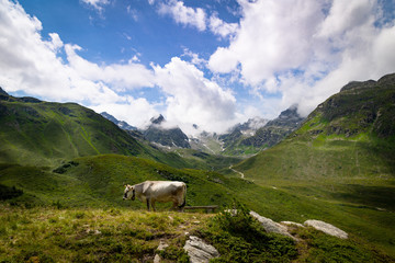 cow on alpine mountains with green meadows and snowy mountains, blue sky with clouds, organic herding - 371840140