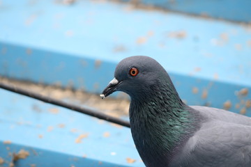 Birds Eye - Pigeon Eye