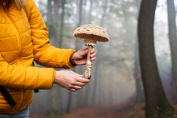 Hiker finding parasol mushroom in misty forest. Edible mushroom (Macrolepiota procera) in female...