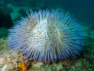 Naklejka na ściany i meble Blue sea urchin, Arraial do cabo, Brazil