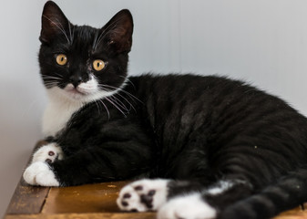 Fototapeta premium Bicolor british shorthair kitten, cute paws. black and white cat. Funny emotions. Selective focus.