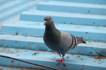 Birds Eye - Pigeon Eye
