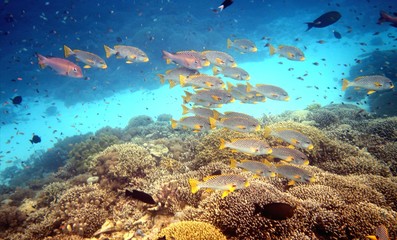 Naklejka na ściany i meble Coral reef with fish swimming above.