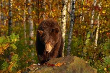 Black bear walking over a rock in an Autumn forest with birch trees in the morning