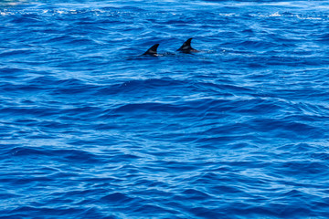Fototapeta premium Dolphins in Red sea not far from the Hurghada city, Egypt