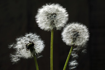 A group of old dandelions on a dark background in a contoured light.