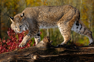 Bobcat walking along a fallen tree trunk with red maple leaves in Autumn