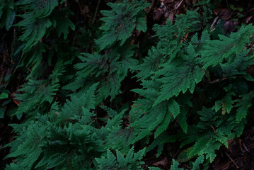 Dense water droplet on red green leaf surface