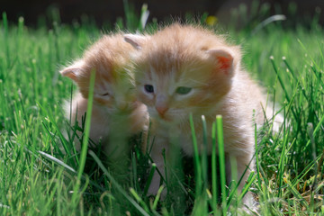 Cute red kittens are sitting on the grass. Little red kittens in the grass on a Sunny day.